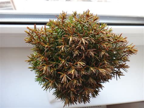 Туя западная Теди (Thuja occidentalis Teddy) | Flickr