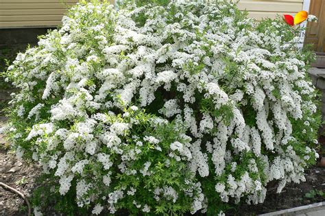 Купить Спирея серая Грефшейм Spiraea cinerea Grefsheim - в питомнике ...