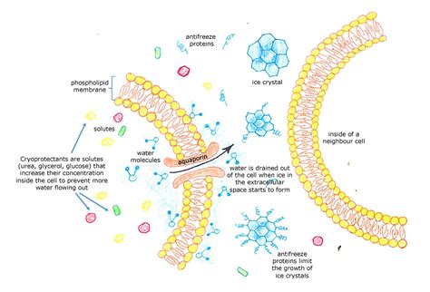 Frog’s natural antifreeze to survive freezing - Blogionik