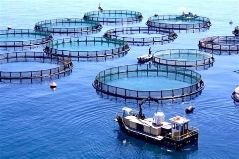 US considers Atlantic ocean fish farm, environmentalists warn against