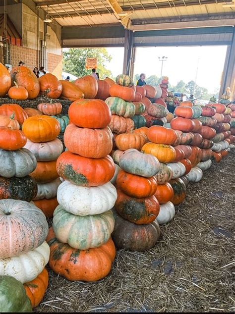 Pumpkin Patch In Raleigh Nc — Southern Picnics