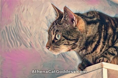 Athena Cat Goddess Wise Kitty Cute Cats Cute Cats And Kittens Cats