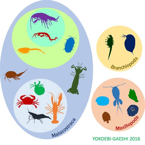 Crustacea Crustáceos 3 Dos 6 Principais Grupos De Crustáceos Crustacea Crustaceans 3