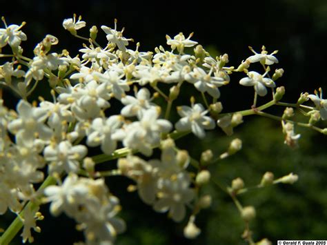 Adoxaceae Adoxaceas Adoxa Moscatelina