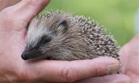 Types of hedgehog personalities and correlation with their colors ...