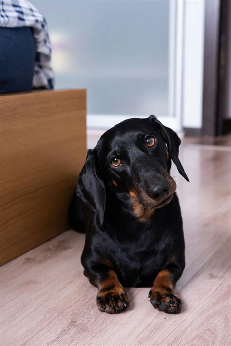 dog face net worth 2021