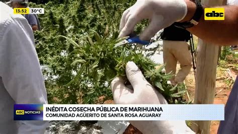 Inédita cosecha pública de marihuana ABC Noticias ABC Color