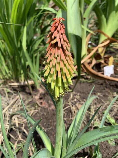 Kniphofia Hirsuta Traffic Lights Andy Gladman