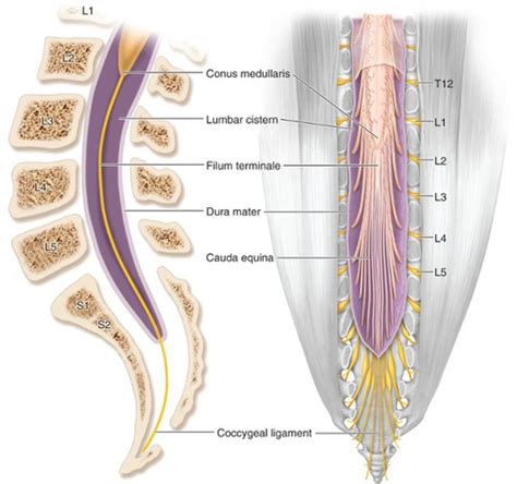 Spinal Cord And Brainstem Flashcards Quizlet