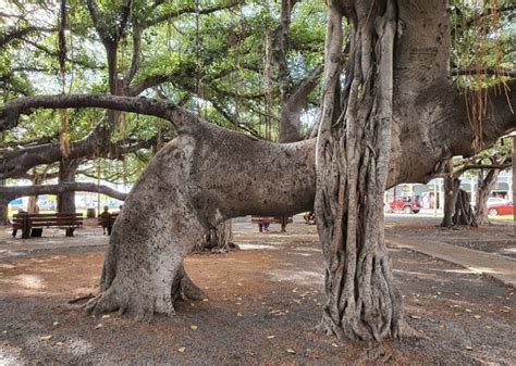 Visit The Largest Banyan Tree In Hawaii At This Park