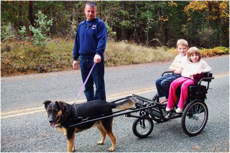 Carts For Dogs For Riding And Pulling