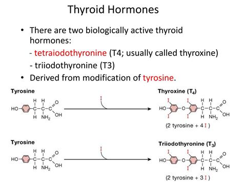 PPT - Production, Regulation, and Action of Thyroid Hormones PowerPoint ...