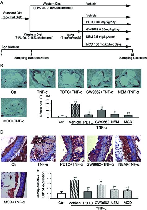 Effect Of Tnf α Exposure On Atherosclerotic Lesion Formation In Apoe