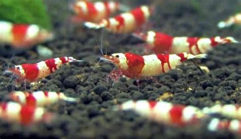 start shrimp aquarium  beginners shrimp  snail breeder