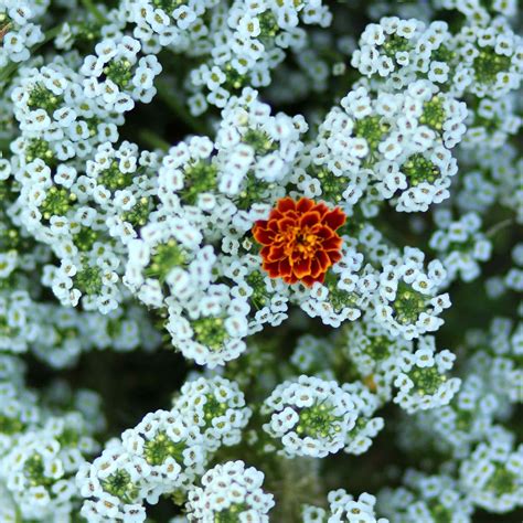 Bulk Sweet Alyssum Seeds - Tall White - www.greenthumbgear.com