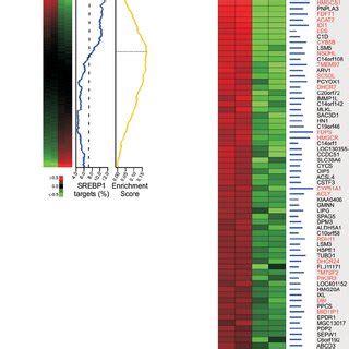 Key Features Of Srebp Target Genes And Binding Sites A The