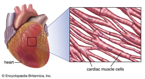 Cardiac Muscle Structure