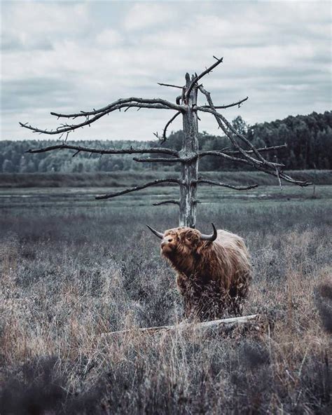 Stunning Shots of Finnish Forest Animals