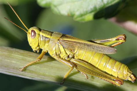 A Warmer Planet Less Nutritious Plants And… Fewer Grasshoppers Ars Technica