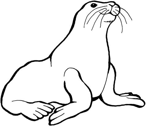 Sea Lion Drawing For Kids Clip Art Library