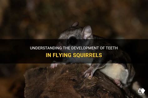 Understanding The Development Of Teeth In Flying Squirrels Petshun