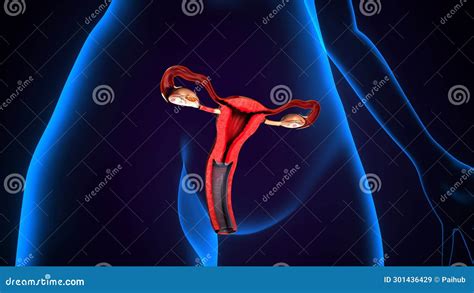 Female Reproduction System Anatomy D Illustration Stock Illustration