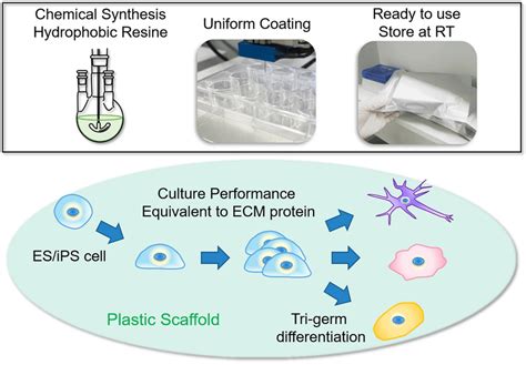 Schematic Illustration Of The Human Pluripotent Stem Cell Culture Using Download Scientific