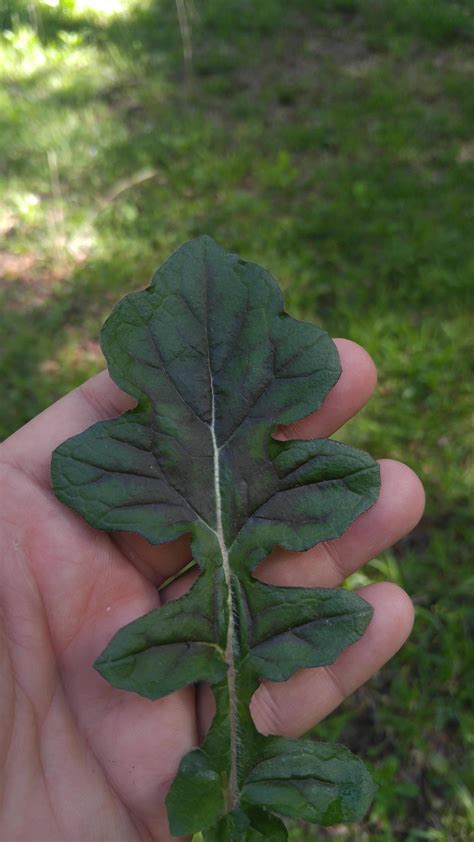 Identification What Is The Identity Of This Plant With Violet Colored