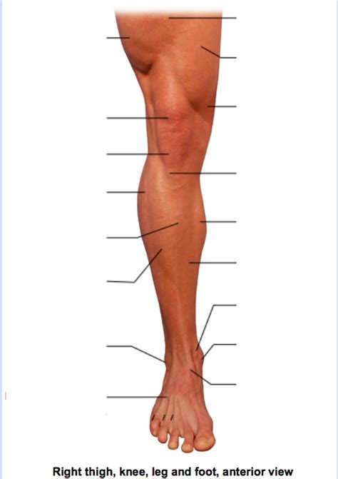 Ch Diagram Surface Anatomy Anterior Leg Foot Diagram Quizlet