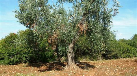 Lotta Alla Xylella E Rigenerazione Olivicola In Puglia Oltre