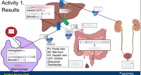 Bilirubin Metabolism Diagram Quizlet