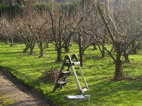 How And When To Prune Fruit Trees In Spring Healthy Food Near Me