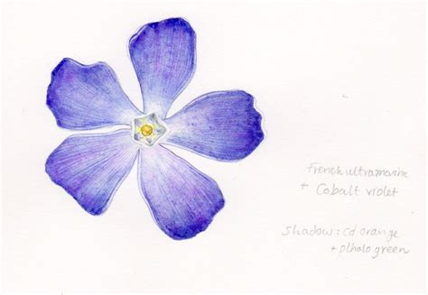 Step By Step Periwinkle Flower Botanical Illustration Lizzie Harper