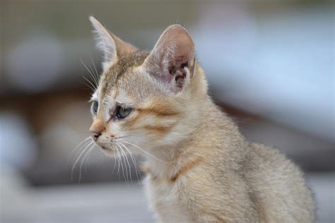 15 Large Eared Domestic Cats Cat Breeds With Big Ears With Photos