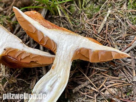 Rotschuppiger Raukopf Cortinarius Bolaris Verwechslung Beschreibung