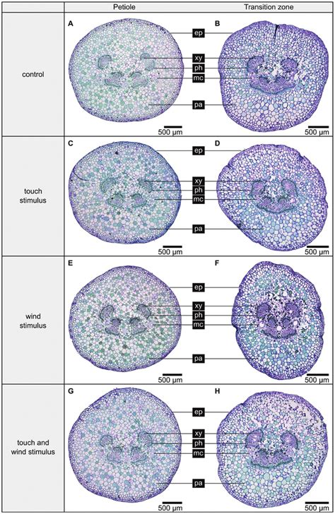 Cross Sections Of The Petioles And Petiole Lamina Transition Zones Of