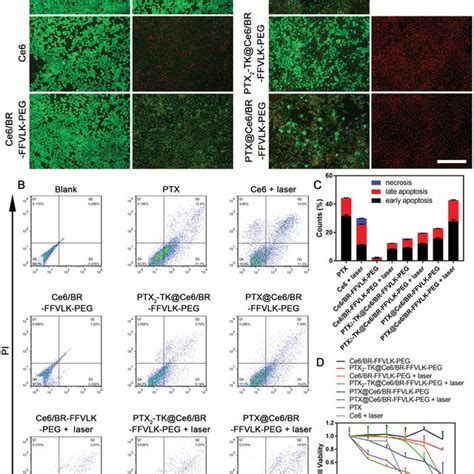 Cellular Uptake Of PTX2TK Ce6 BRFFVLKPEG Measured By A Confocal