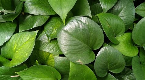 How To Plant Grow And Care For Jade Pothos