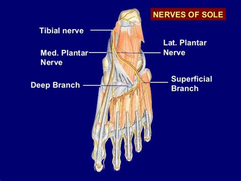 Tarsal Tunnel Syndrome Posterior Tibial Neuralgia Caring Medical