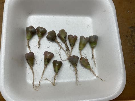 Yahoo オークション リトープス Hot lips 点