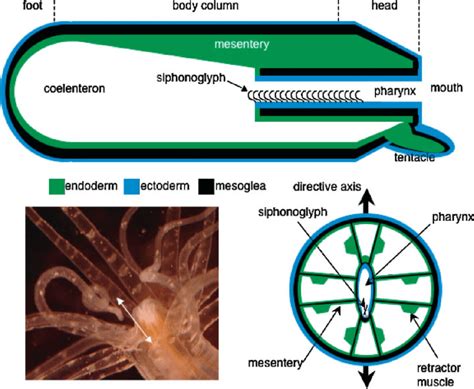 Morphological manifestations of bilateral symmetry in the sea anemone,... | Download Scientific ...