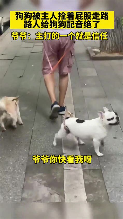 狗狗被主人拴着屁股走路 路人给狗狗配音绝了😆 直播吧