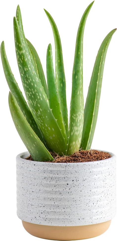 Amazon Costa Farms Aloe Vera Live Succulent Plant Easy Care