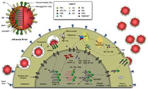 1 A Schematic Of The Influenza Life Cycle Displaying The 19 Stages Of