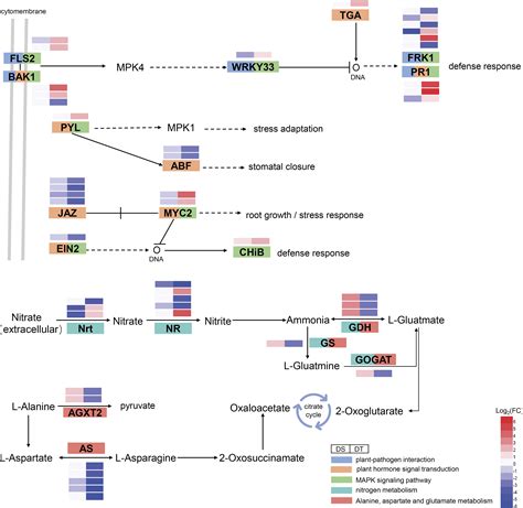 Frontiers Identification Of Long Non Coding RNA MicroRNA MRNA