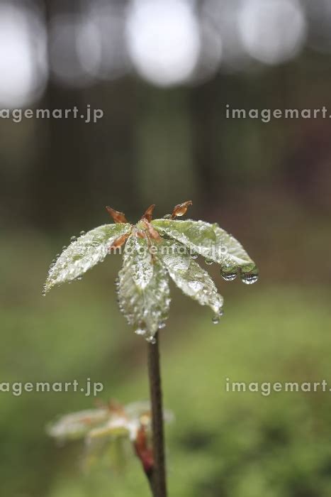 コナラの新芽に水滴の写真素材 24480112 イメージマート