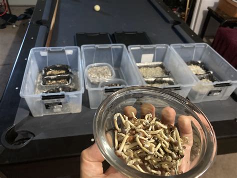 Tiny ass Shroom genetics, but I went full circle starting from a