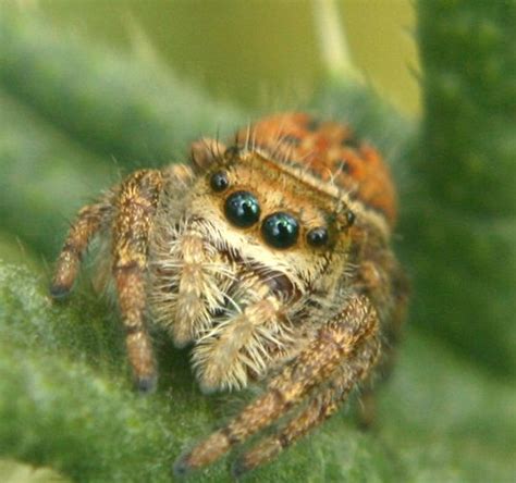 Jumping Spider Jumping Spiders Salticidae Are Easily Dis Flickr