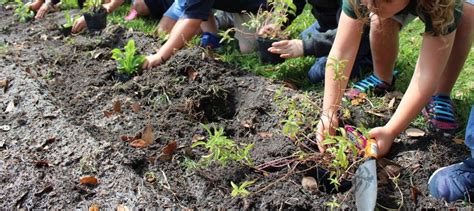 Wildflower Gardens To Flourish At Schools Across Florida