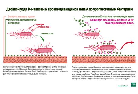 Инфографика — Цистифлюкс Плюс